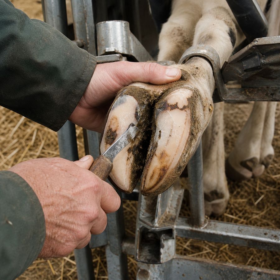 Klauenpflege am Klauenstand — Zink und Biotin stärken das Klauenhorn