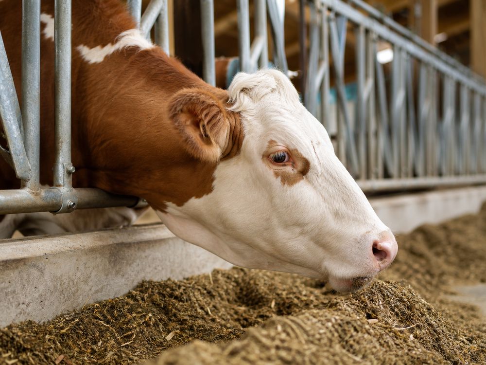 Milchkuh frisst Silage am Fressgitter