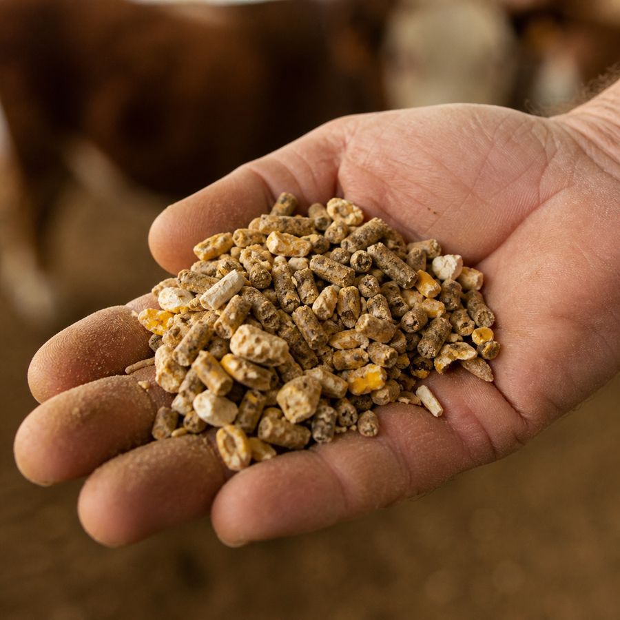 Mineralfutter-Pellets in einer offenen Hand