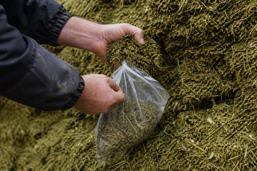 Silageprobe wird am Fahrsilo in einen Probenbeutel gefüllt