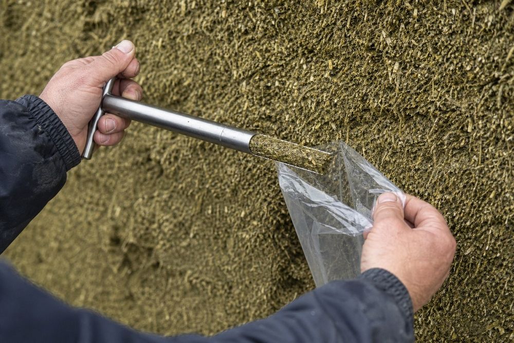 Silageprobe mit dem Probenbohrer ziehen